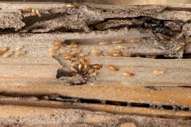 Pest Control Cost in Concord, NH